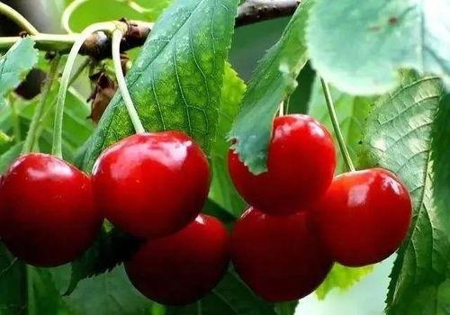 娱乐吃瓜酱樱桃,娱乐吃瓜酱的甜蜜瓜界风云录