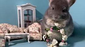 娱乐吃瓜宠物,吃瓜宠物们的欢乐日常